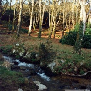 Trevaylor Woods 1994