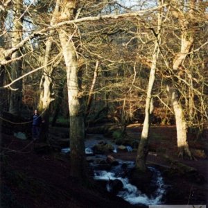 Trevaylor Woods 1994