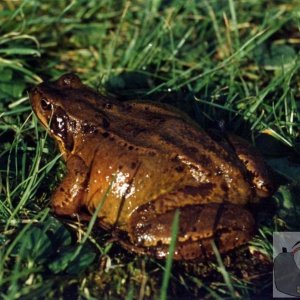 Toad found in my front yard near the Rec - 1994