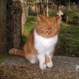 A friendly cat in Gulval Churchyard