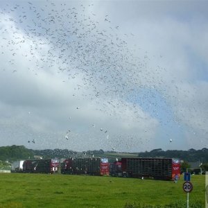 Pigeon Race - Princess May Rec, Ground - 19Jun10