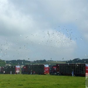 Pigeon Race - Princess May Rec, Ground - 19Jun10