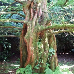Gnarled Tree - Trewidden Gardens - June '08