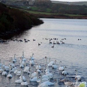 Drift Dam Reservoir attracts the birds - 2002