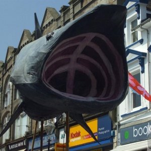 Basking shark - Mazey Day - 26Jun10