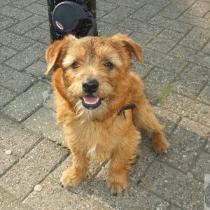 Little Mazey dog - Market Place! What a cutie!