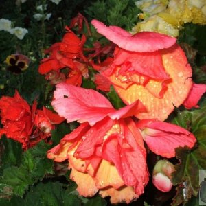 Begonias