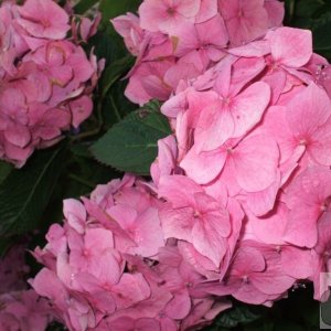 Pink hydrangeas