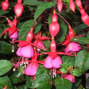 Fuschias