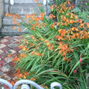 Montbretia