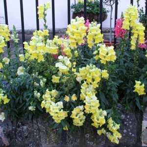 Snapdragons