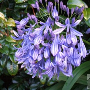 Agapanthus - Squill (or similar)