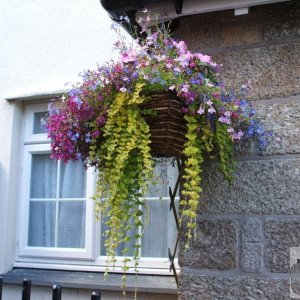 Hanging basket