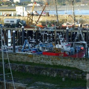 Eager seagulls seek a share of the catch, Newlyn Harbour