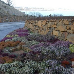 Fine variety of cultivated heathers, lings - Penlee Quarry project