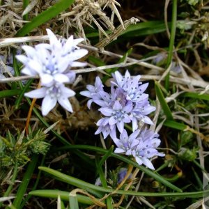 Spring squill - 17May10