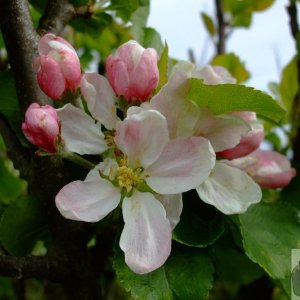 Apple - PorthChapel to Porthcurno cliff walk - 17May10