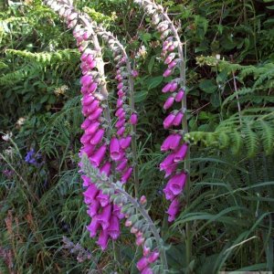 Foxgloves