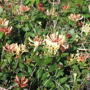 In a lane at Porthgwarra: honeysuckle