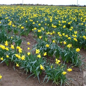 Daffodil fields near Chyenhal - 5April10