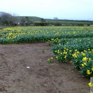 Daffodil fields near Chyenhal - 5April10