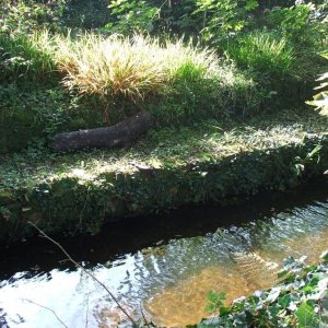 The Lariggan River alongside Rosehill