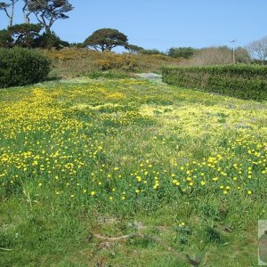 Day Trip to Scilly - 20th April, 2007