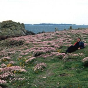 Phil lying among sea pinks, St Agnes, Scilly, June, 1977.