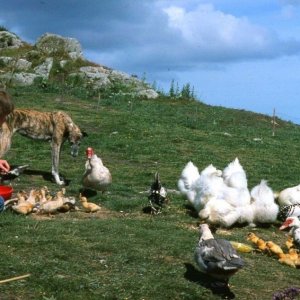 Fluffies and ducks feeding -homestead on Bryher, 1977