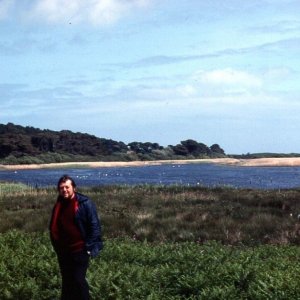 Swallows swooped for insects over the lake, Tresco