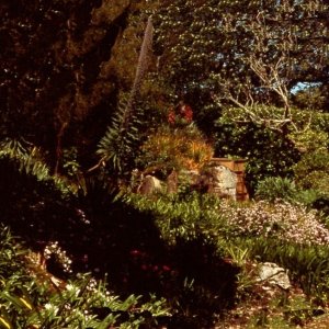 Tresco Gardens, Scilly