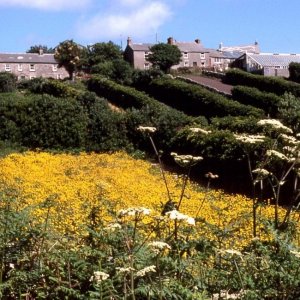 Buttercups in a meadow on embarcation at St Martin's, 1977