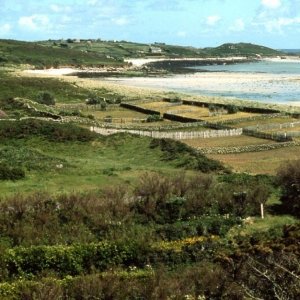 Tall hedges protect St Martin's, 1977, Scilly