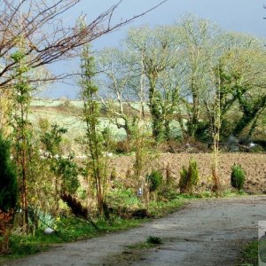 Contrasting hues near St Erth - 11Mar10