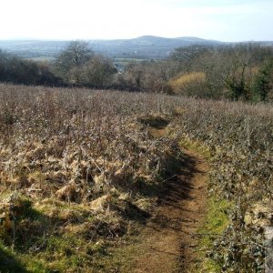 A field of briars and brambles near St Erth - 11th March, 2010