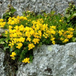 'Eggs and Bacon', St Michael's Mount