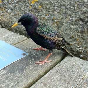 St Michael's Mount - 18May10