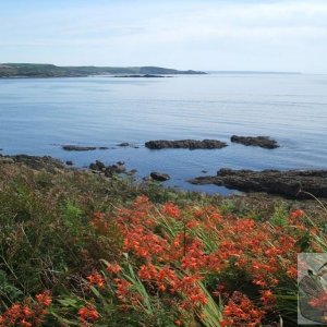 Montbretia in the gardens to the east of the Mount - St Michael's Mount