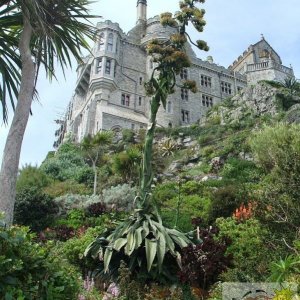 The Castle with an agave plant in the foreground - St Michael's Mount