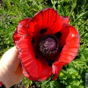 Wayside Museum, Zennor - 03Jun10