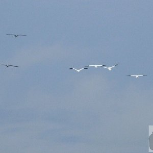 Across Lyonesse - 25