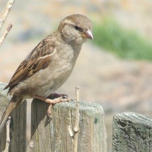 St Ives Sparrow
