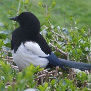 Magpie !!