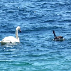 Goosing the Swan