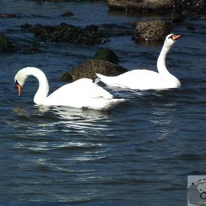 Tolcarne Swans