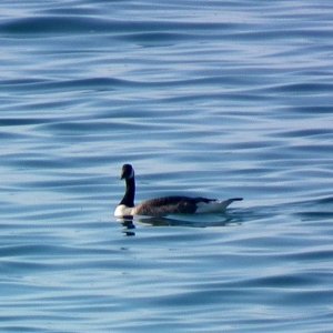 Flotilla - 01