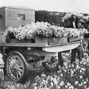 Lorryload of Daffs