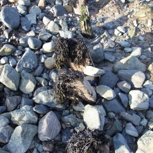 Tolcarne sea wall