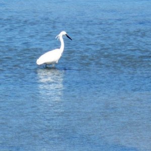 Lone egret