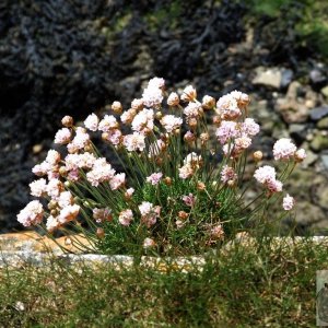 Armeria maritinum